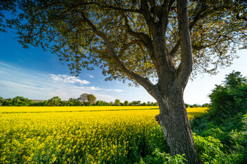 Gelbes Rapsfeld mit Baum und Sonnenstrahlen im Laub unter blauem Himmel