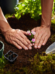 Hands Planting Delicate Flowers in Rich Soil Gardening Scene
