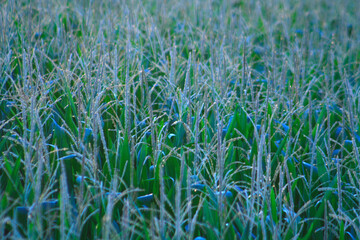 Corn Field, Art, Zen, Nature