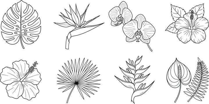 Botanical illustration featuring a variety of tropical plants and flowers in a detailed, vintageinspired drawing style