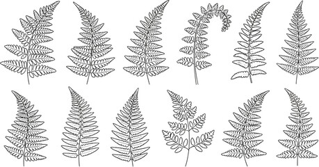 Fern illustration featuring a variety of fern fronds in a detailed, vintage botanical style drawing, perfect for natureinspired designs