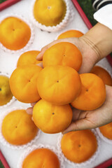 Fresh Sweet Persimmons in Hands - Organic Alpine Fruit Harvest Display