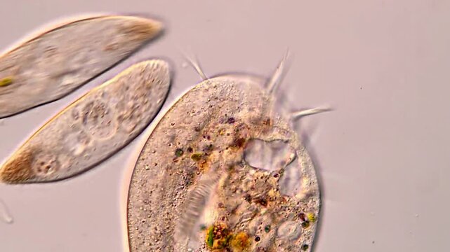 Microscopy of Ciliates dividing and moving
