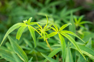 Fototapeta premium Vitex agnus castus leaf, narrow green leaflets, phytoestrogens medicine, natural remedy, eco friendly plant, medicinal herb use, herbal supplement, organic phytomedicine, essential oil
