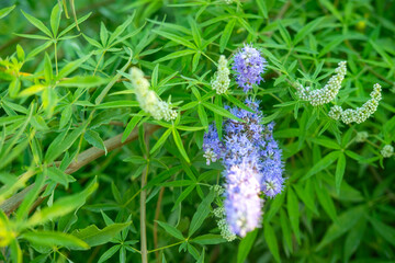 Closeup flowering Vitex agnus castus leaf, healing herb, narrow green leaflets, herbal plant, like...
