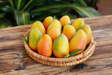 Fresh Hainan Guifei Mangoes in Wicker Basket - Tree-Ripened Tropical Fruit Display