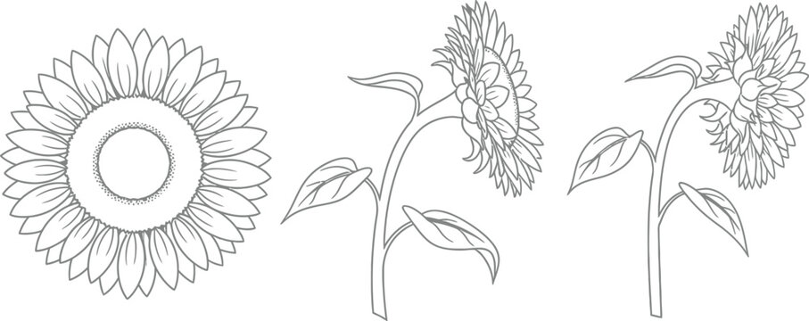 Sunflower illustrations, showcasing the flower in full bloom, side view, and angled perspective in a detailed line drawing