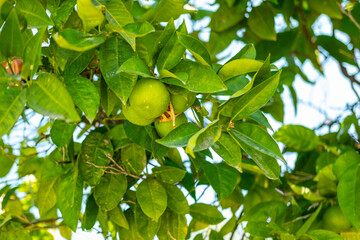 Green limes ripening on tree branches under sunlight, fresh tropical fruit, natural organic farming, healthy lifestyle, vibrant summer harvest, outdoor garden
