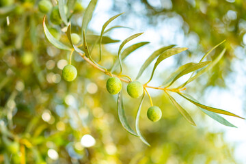 Green olives ripening on tree branches under sunlight, harvesting olive oil production, fresh Mediterranean fruit, natural healthy farming, sunlight, organic agriculture, rustic seasonal harvest