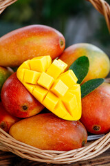 Fresh Hainan Guifei Mangoes Tree-Ripened Tropical Fruit in Wicker Basket with Cut Mango Showing Golden Flesh