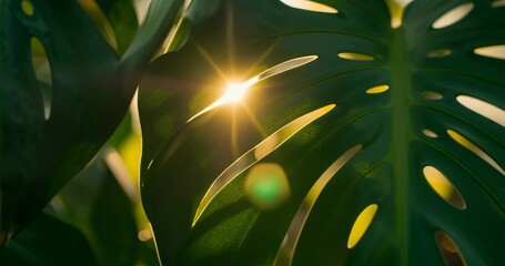 Sunlight beam peeking through Monstera leaf slit in garden, creating starburst and green lens flare - Powered by Adobe