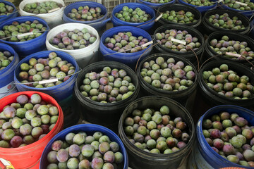 Fresh Plums in Buckets at Farmers Market - Ripe Fruit Harvest Display for Picking and Sale