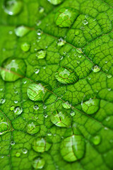 Green Leaf Adorned with Sparkling Water Droplets A Macro View