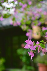 Purple-magenta bougainvillea flowers with white centers and leafy bracts in terracotta pot, featuring green stems and leaves against soft-focus garden background.