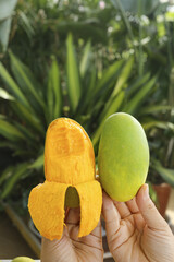 Green skinned and ripe yellow mangoes held in hands with tropical plants background