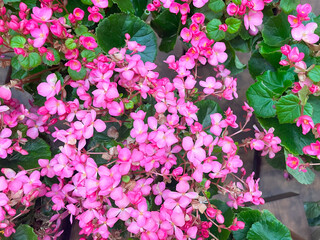 Cluster of pink begonia flowers in full bloom, surrounded by dark green leaves.