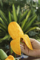 Fresh Mango Slices in Hand with Tropical Green Plants Background