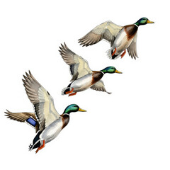 Obraz premium Dynamic Duck Trio A Watercolor Illustration Capturing Three Mallard Ducks in Flight Against a Clean White Canvas A Study in Avian Motion and Natural Elegance