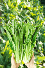 Hands holding fresh green leafy vegetables in garden setting