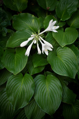  lush bush of flowering hosta plantain