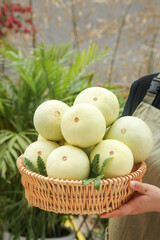 Hand holding basket of fresh white melons in garden with green plants