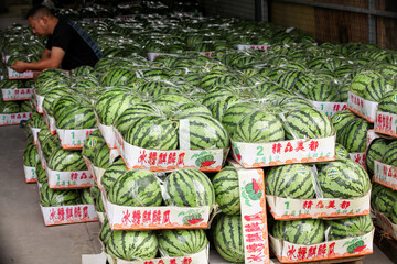 Fresh Watermelons in Cardboard Boxes at Chinese Wholesale Market Distribution Center