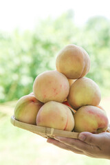 Farmer's hands holding basket of fresh ripe peaches in orchard during harvest season