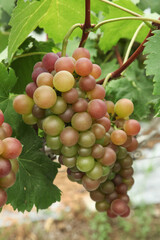 Ripening grape cluster on vine in Xinjiang vineyard ready for harvest with colorful purple and green grapes