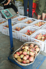 Freshly Picked Peaches Being Weighed at Fruit Market with Digital Scale and Growers Hands Sorting Harvest