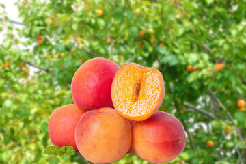 Fresh Xinjiang Apricots in Small Piles with Red Orange Skin and Juicy Flesh in Orchard Setting