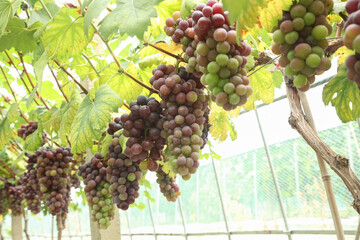 Purple and Green Grapes Hanging on Vineyard Vines in Xinjiang During Harvest Season