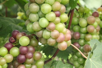 Ripening Grapes on Vineyard Vines in Xinjiang China During Harvest Season
