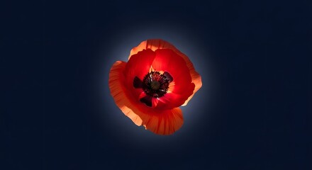 Radiant Poppy Bloom A Vibrant Study in Scarlet and Black