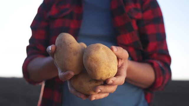 Person holding two potatoes. Farmer holding a potato in a field. Farmer holding a potato in a field. An individual grasping two lifestyle potatoes.
