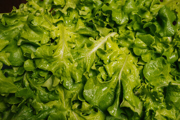 Top view of freshly harvested green lettuce leaves forming textured and vibrant backdrop, perfect for showcasing healthy recipes, close-up, nobody. Concept of promoting benefits of plant-based diet.