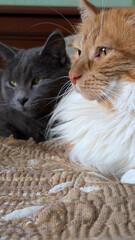 Two Cats One Relaxed One Alert
