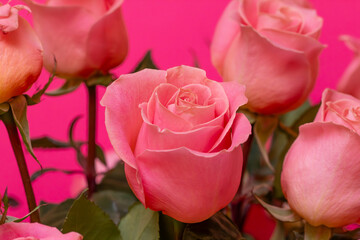 Pink roses blooming on vibrant background for love, celebration and floral decoration