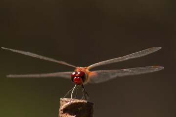 close up of a red dragonfly on a blur background