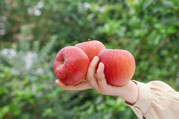 Fresh Red Apples in Hand with Water Drops Against Green Nature Background