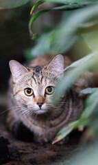 Adorable tabby cat staring curiously with wide eyes.