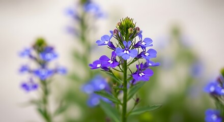 Obraz premium Closeup of a vibrant blue lobelia flower in full bloom on a sunny day