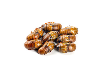 Golden Cicada Shells Collection on White Background - Natural Insect Metamorphosis Display