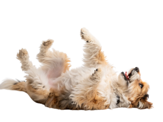 Happy dog rolling on back isolated white background, isolated on transparent background