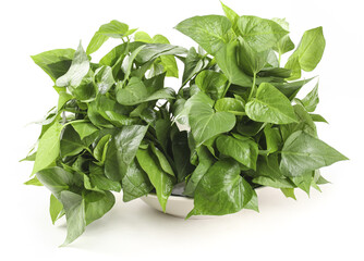 Fresh Sweet Potato Leaves in White Container - Healthy Green Vegetables Still Life