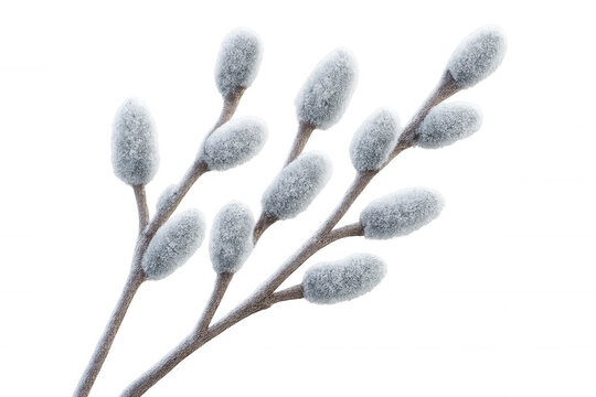 Close-up of pussy willow branches, symbolizing springtime and renewal, isolated on a transparent background