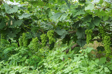 Green Grape Clusters Growing on Vines in Lush Vineyard Orchard Garden