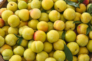 Fresh Yellow Plums with Green Leaves - Organic Summer Fruit Harvest