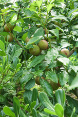 Fresh green plums ripening on tree branch with water droplets in natural orchard setting