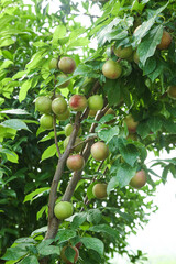 Fresh Plums Growing on Tree Branches in Orchard with Green Leaves