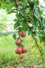 Ripe Red Plums Growing on Tree Branch in Organic Orchard Garden